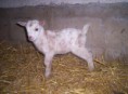 /album/galerie-de-photos-nos-animaux/bb6-jpg/